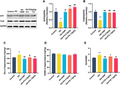 Fresh Gastrodia elata Blume alleviates simulated weightlessness-induced cognitive impairment by regulating inflammatory and apoptosis-related pathways